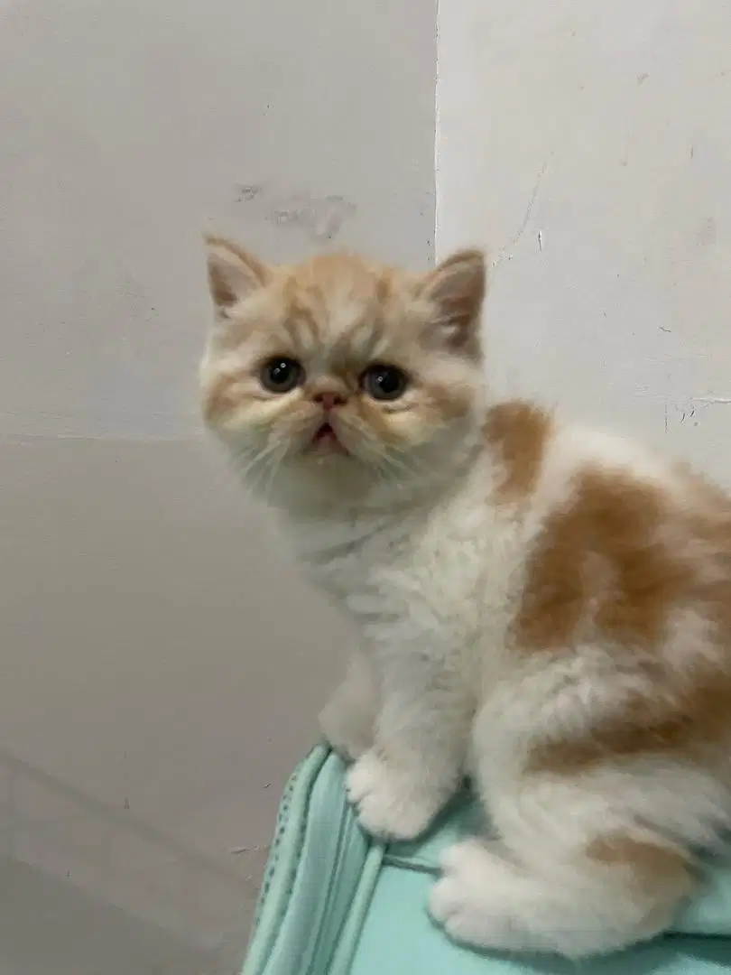Kucing Exotic Short Hair - Open Adopsi