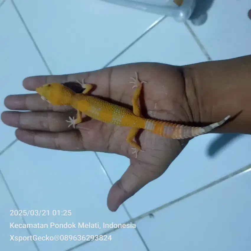 Leopard gecko sunglow