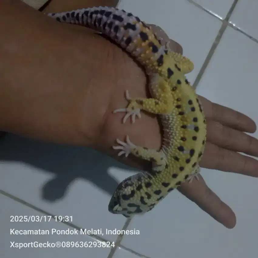Leopard gecko boldstripe