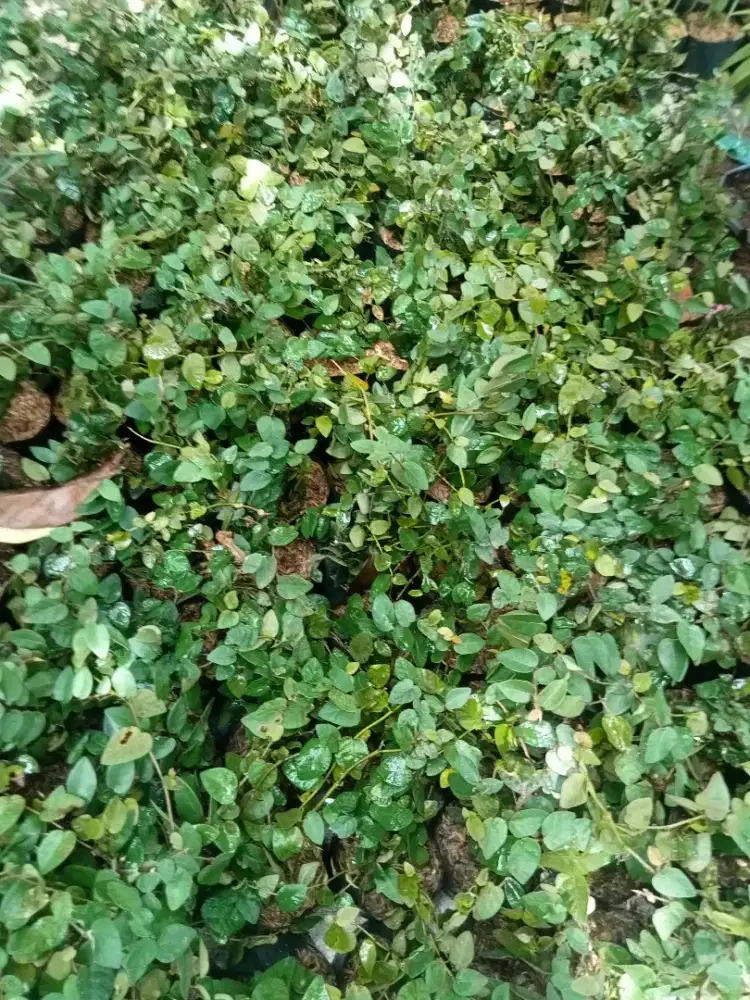 Jual pohon dolar rambat