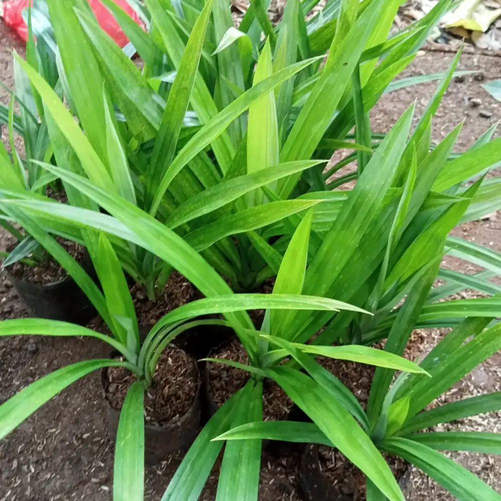 Jual pohon pandan wangi