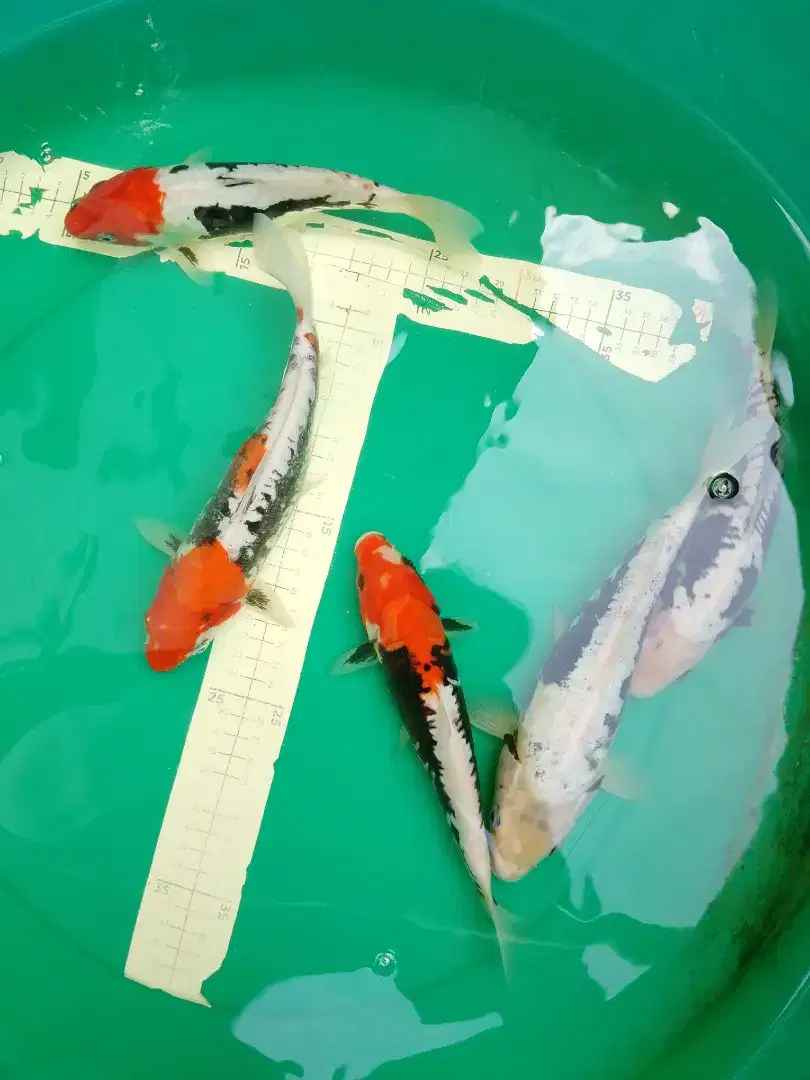 Ikan koi jenis KUMONRYU 25-27cm