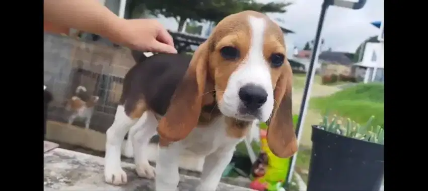 Beagle jantan di jual