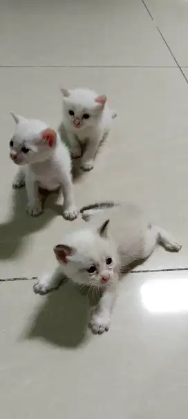 Kitten Blasteran atau Persia Himalaya