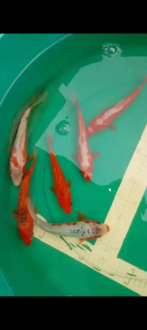 Ikan koi jenis Shusui Koshui 20cm