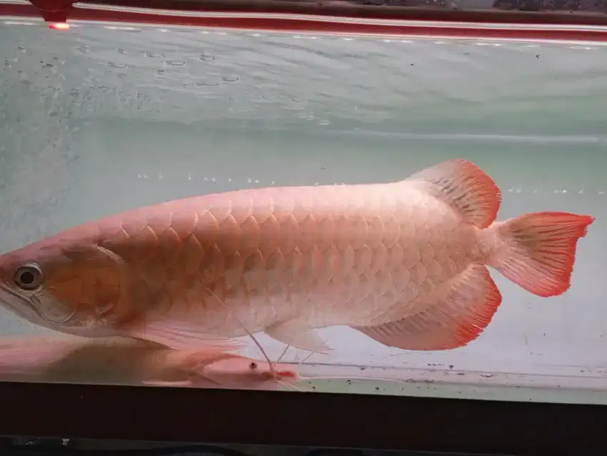 Ikan arwana super red  28cm pipi merah merona