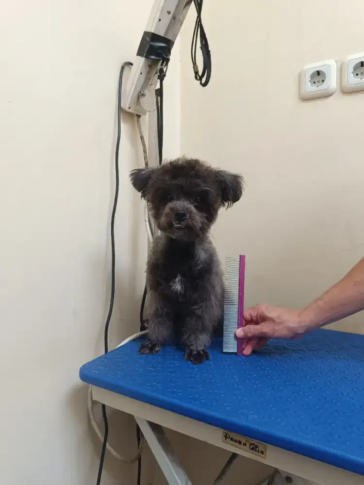 Tiny Light Silver Poodle Jantan