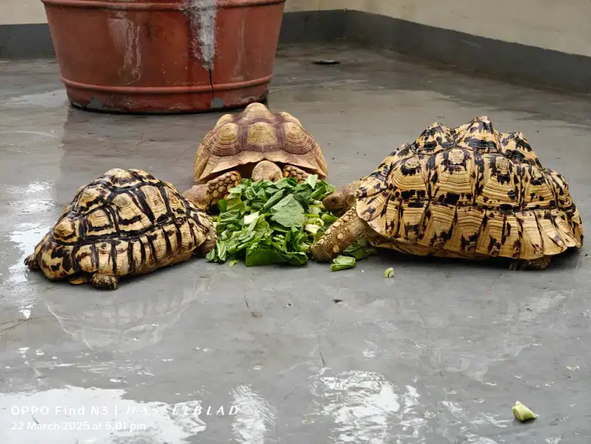 Kura Darat Tortoies Pardalis Leopard 22cm Jantan