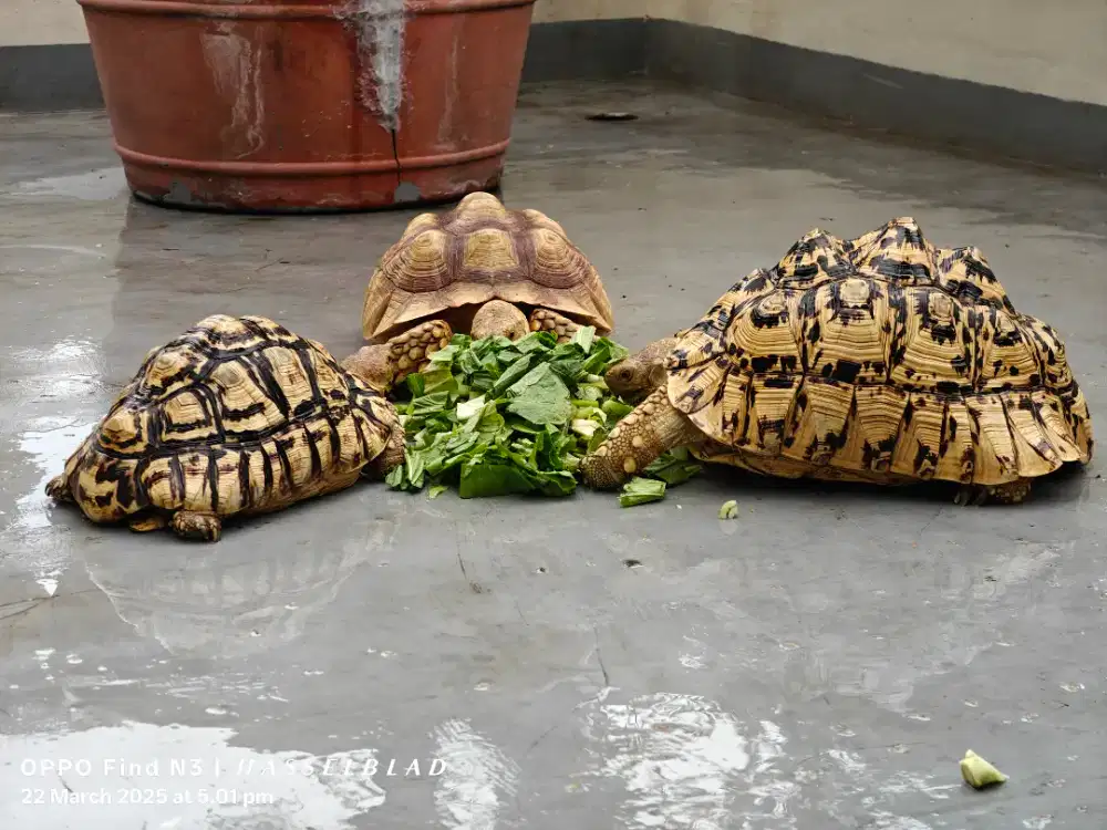 Kura Darat Tortoies SUPER Pardalis Leopard Pyramid 30cm Betina