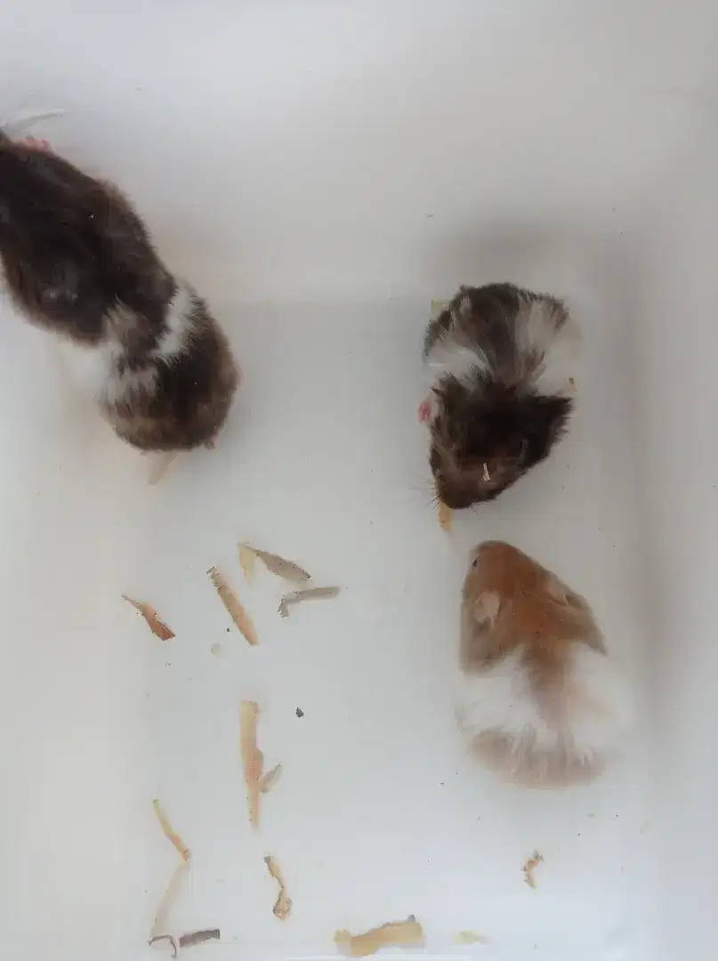 Hamster syirian variant