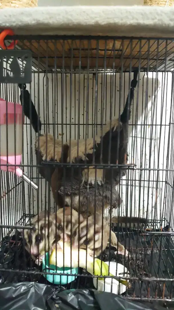 sugar glider Joey classic