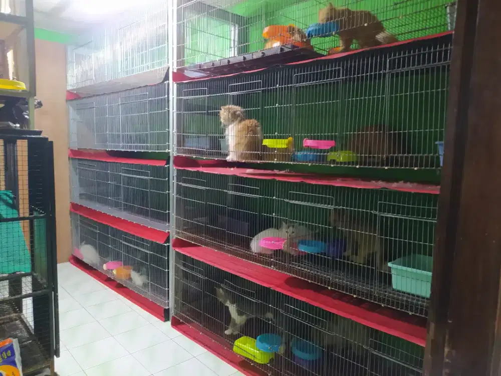 Pet Hotel/Penitipan Kucing wilayah Kota Tangerang bisa di antar jemput