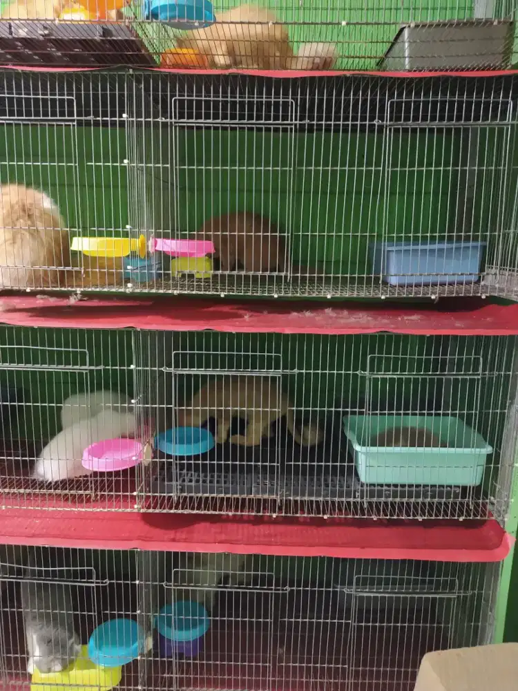 Penitipan Kucing/Pet Hotel wilayah Kab. Tangerang bisa antar jemput