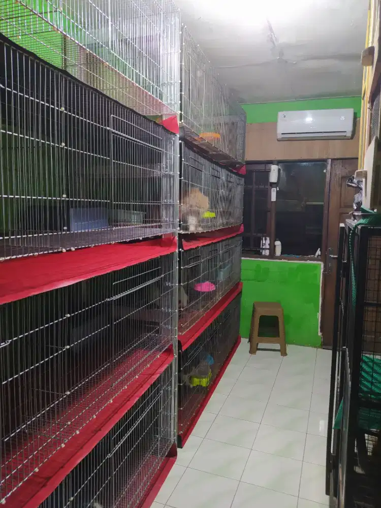 Pet hotel/Penitipan Kucing bisa diantar jemput wilayah kabupaten bogor