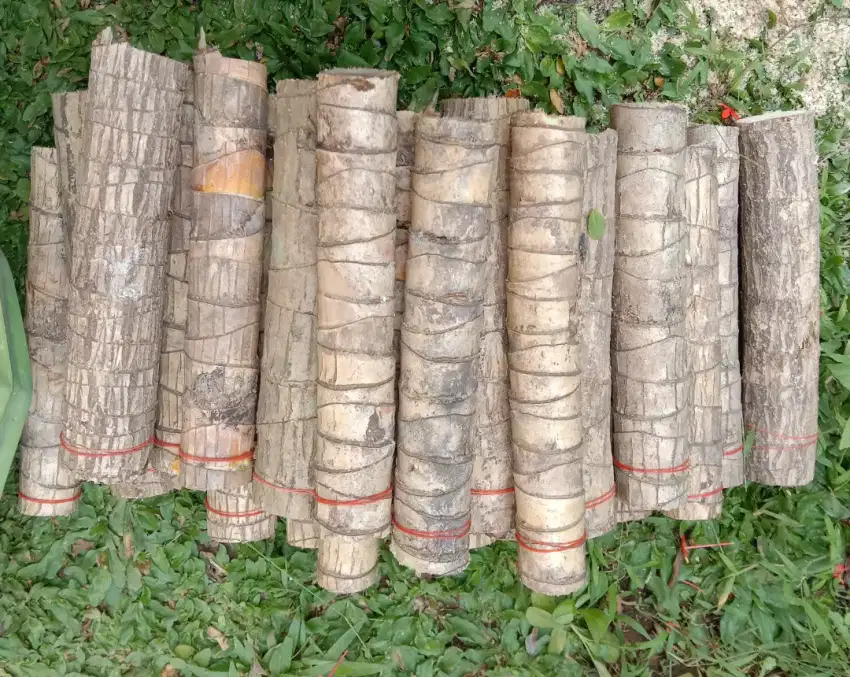 Stek Batang Hanjuang Hijau