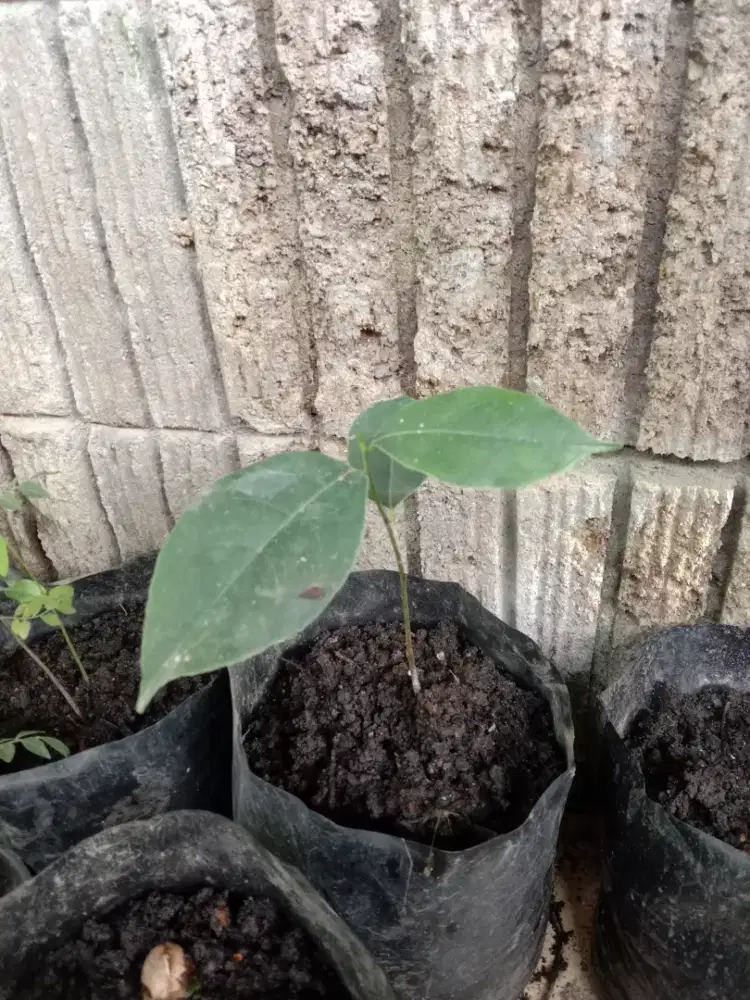 Bibit Pohon Nangka Cimpedak