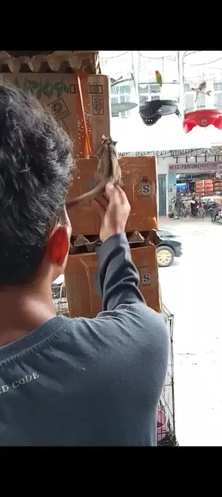 Suger glider atau sg