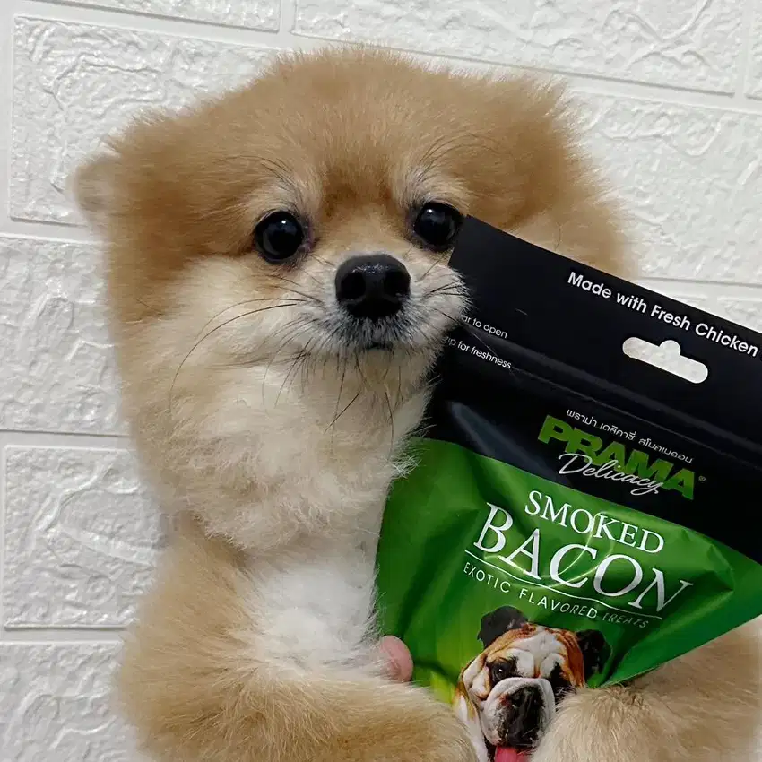 DIJUAL Anjing Mini Pom Jantan + (Bonus Kandang) Sehat Gembul Lucu
