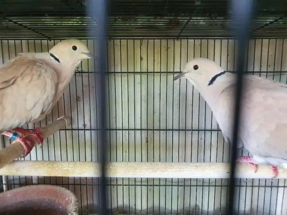 Puter Pelung Sepasang Bunyi Mantap