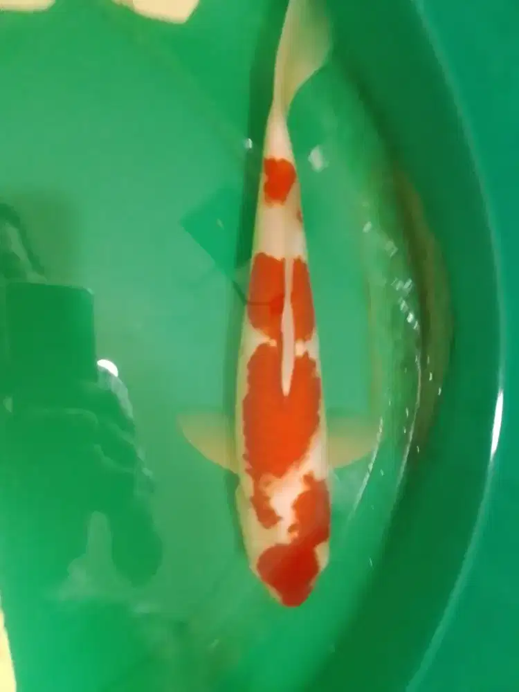 Ikan koi jenis KOHAKU 37cm Warna Red