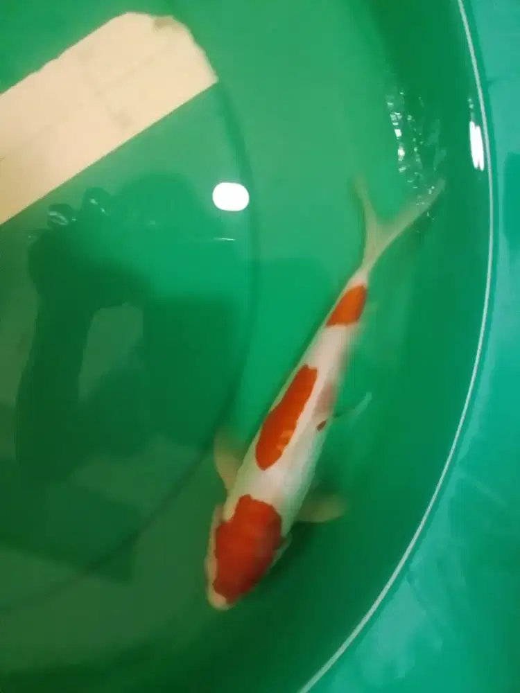Ikan koi Kohaku Doitsu Aragoke 28cm HQ