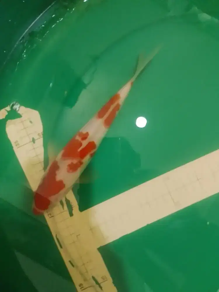 Ikan koi Kohaku Kucibeni PolaOri 28cm