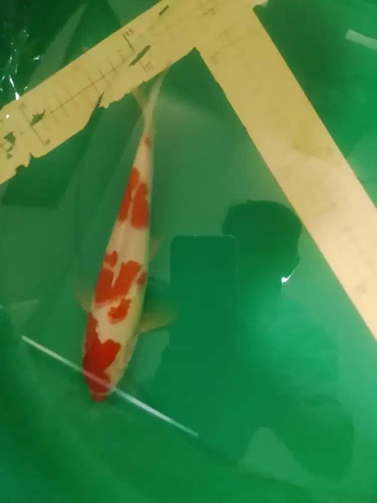 Ikan koi Kohaku Kucibeni PolaOri 28cm
