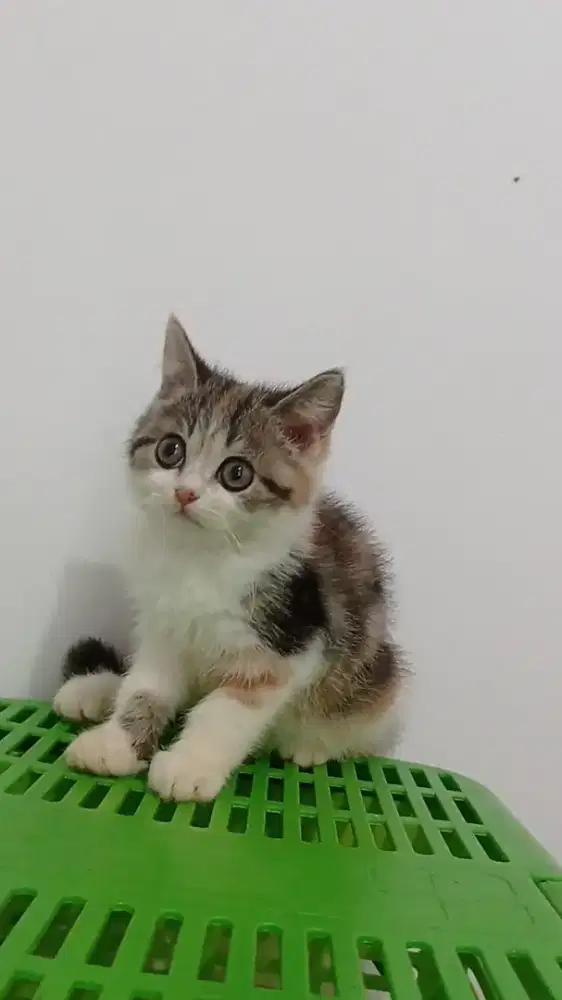 Scootish bsh bristish