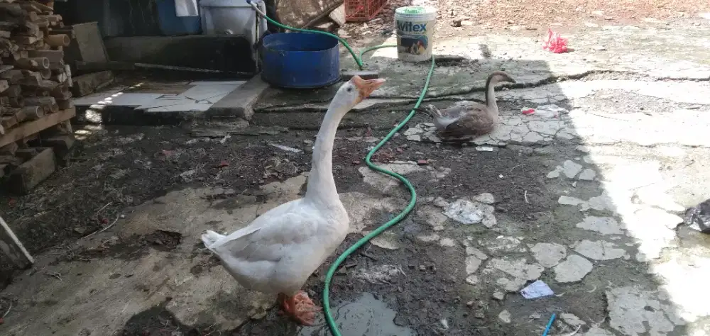 Angsa Hibrida Sepasang