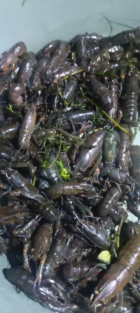 Lobster air tawar redclaw berkualitas
