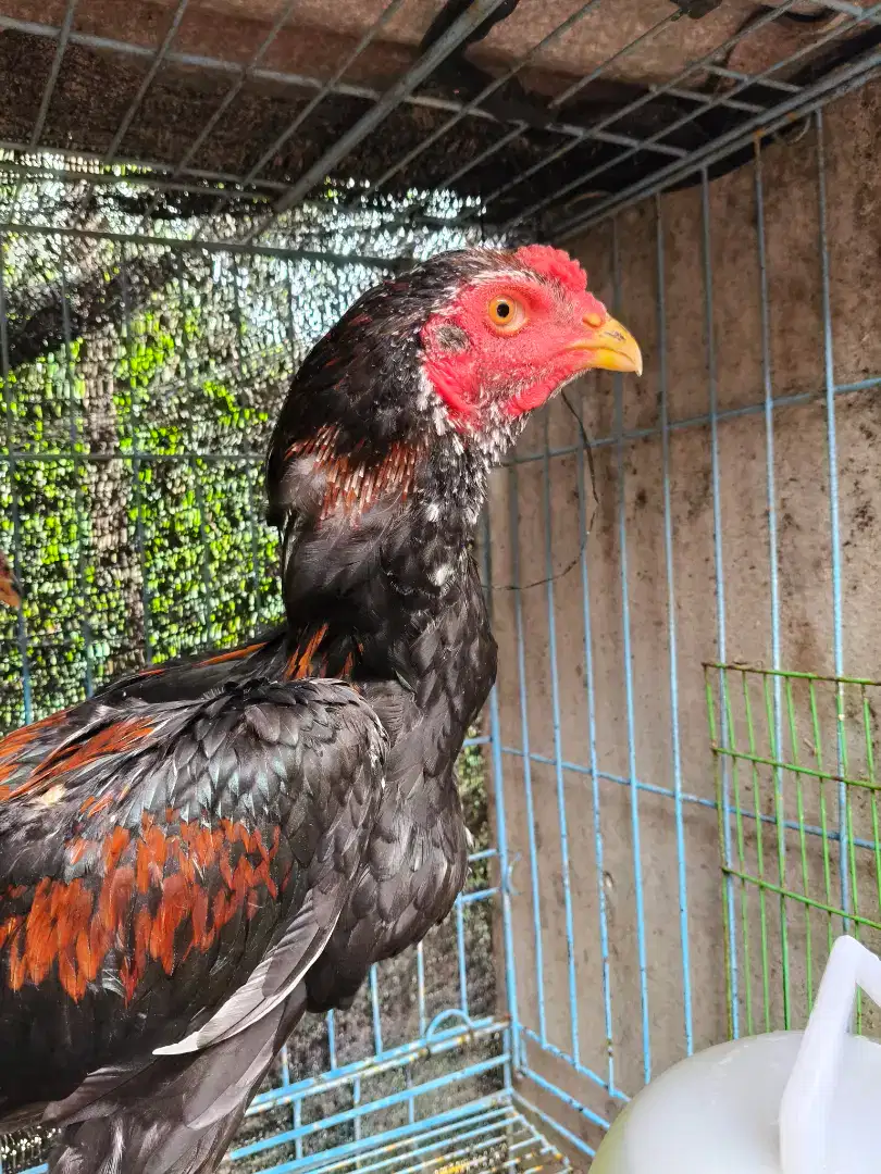 Ayam Bangkok Mangon