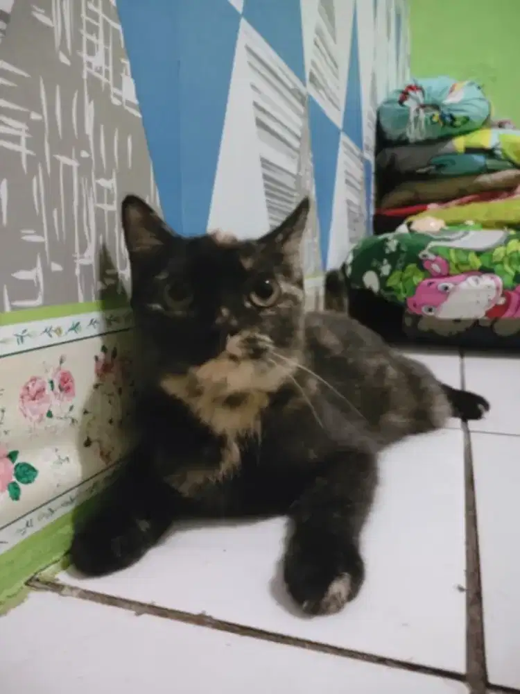 Kucing Munchkin Ns hitam tortie
