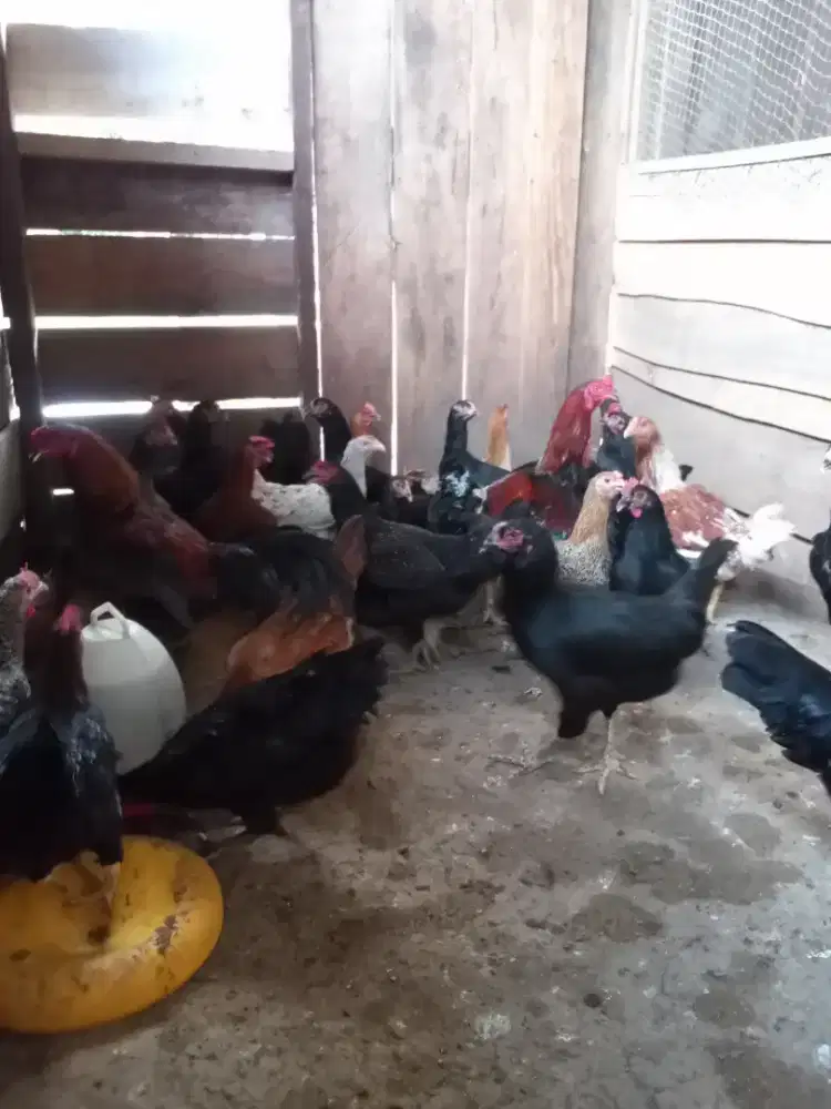 Saya tampung ayam kampung