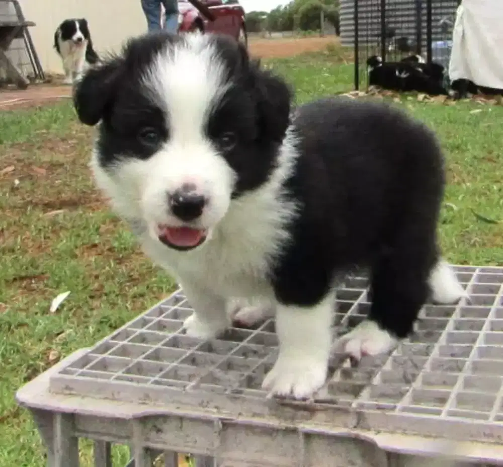 DIJUAL ANJING BORDER COLLIE