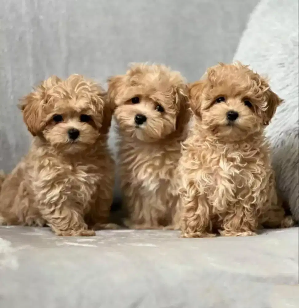 DIJUAL ANJING MALTESE MIX POODLE