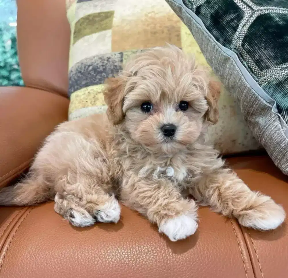 DIJUAL ANJING MALTESE MIX POODLE