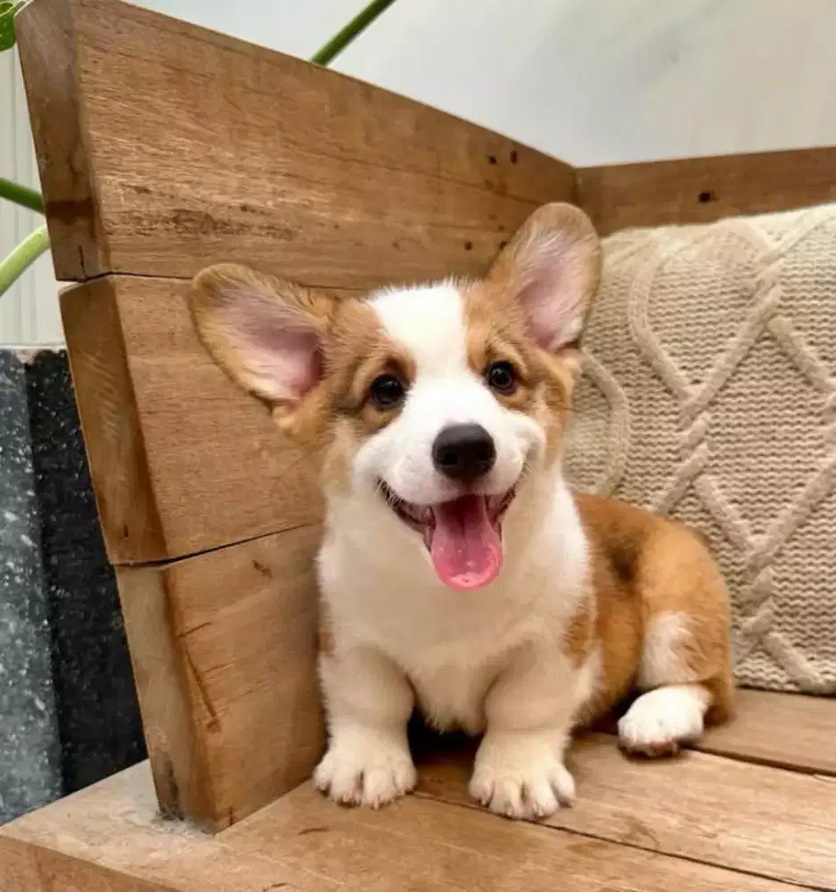 DIJUAL ANJING WELSH CORGI