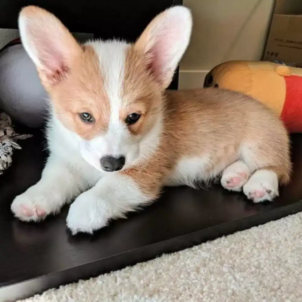 DIJUAL ANJING WELSH CORGI