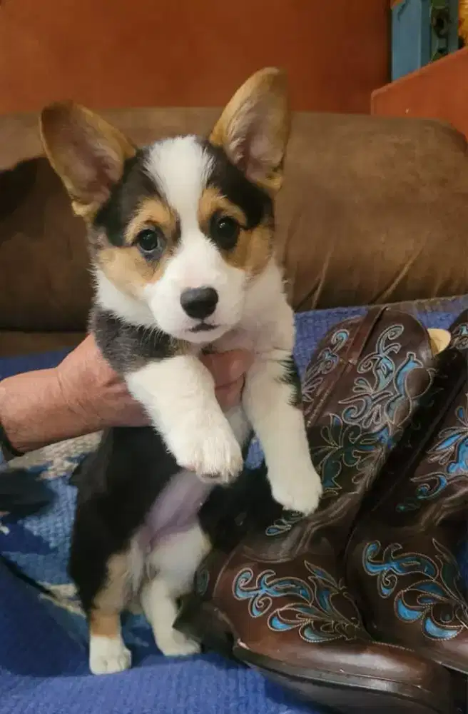 DIJUAL ANJING WELSH CORGI