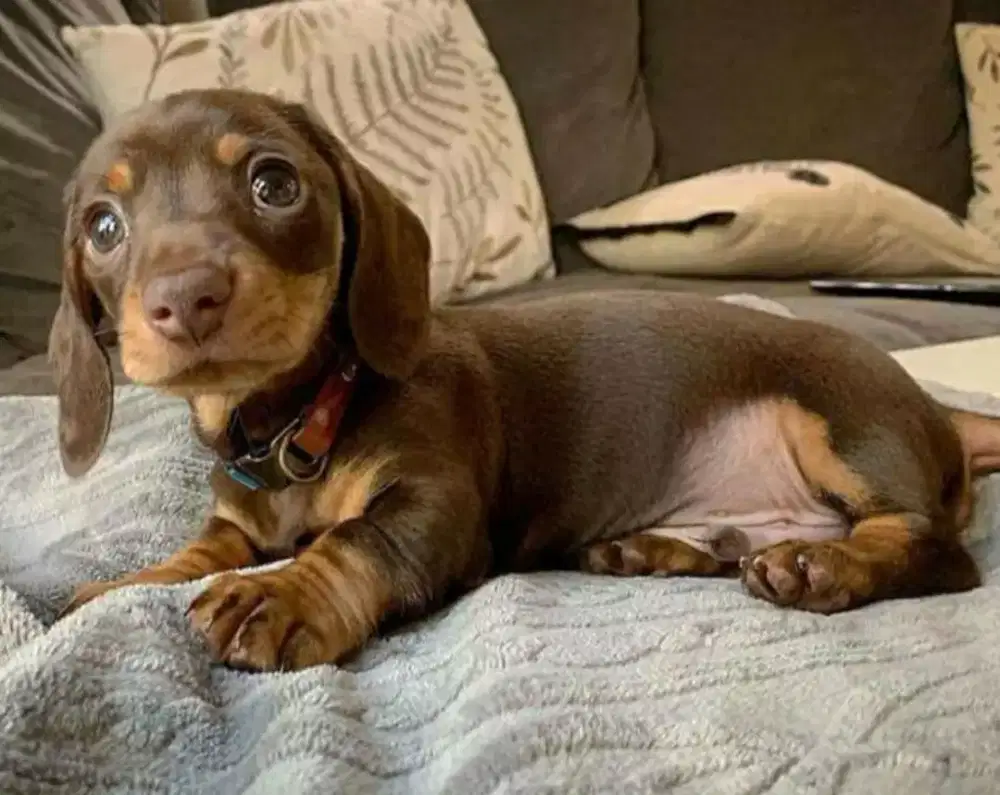 DIJUAL ANJING TEKEL DACHSHUND