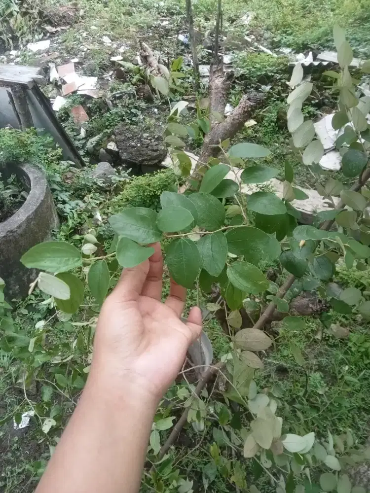 Daun Bidara asli segar 500gr