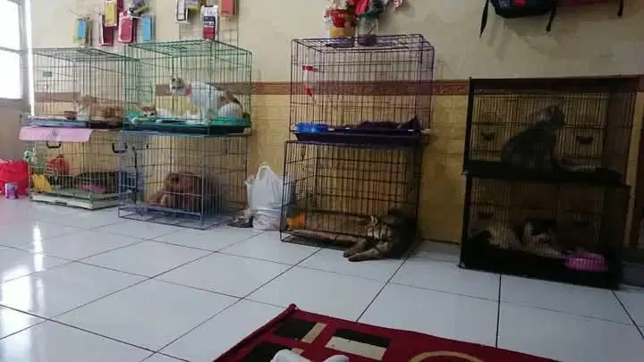 Penitipan kucing murah semarang