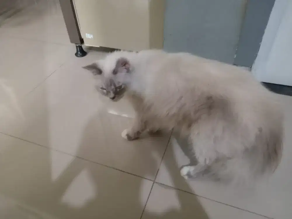 Kucing persia mix ras