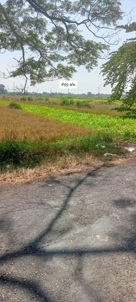 Lahan Pertanian luas 10 HA harga 650 ribu permeter di Wonoayu,Sidoarjo
