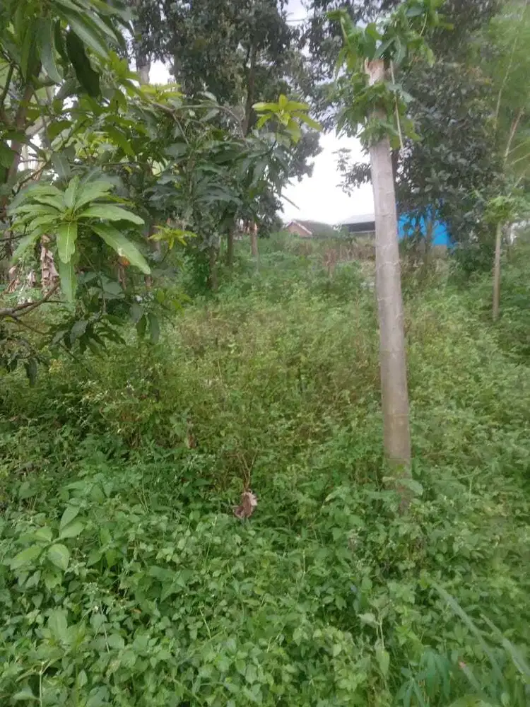 JUAL TANAH KARANGPLOSO GENENGAN GIRIMOYO