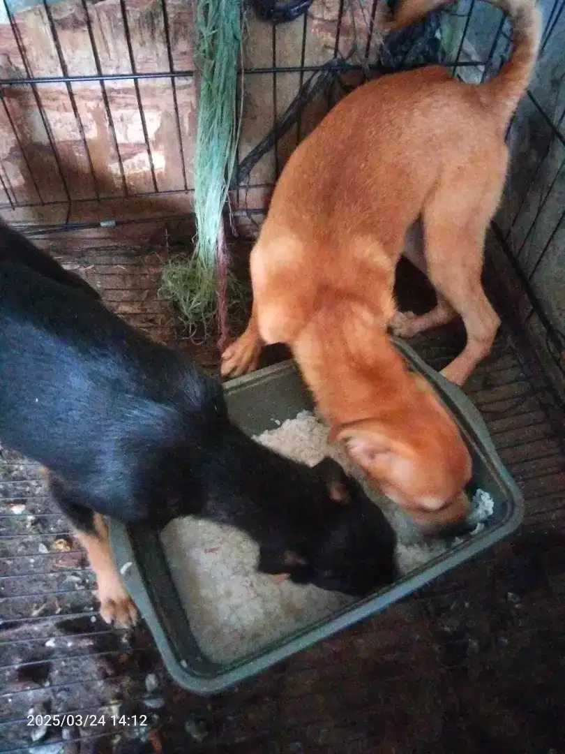Ready for adopt puppy.