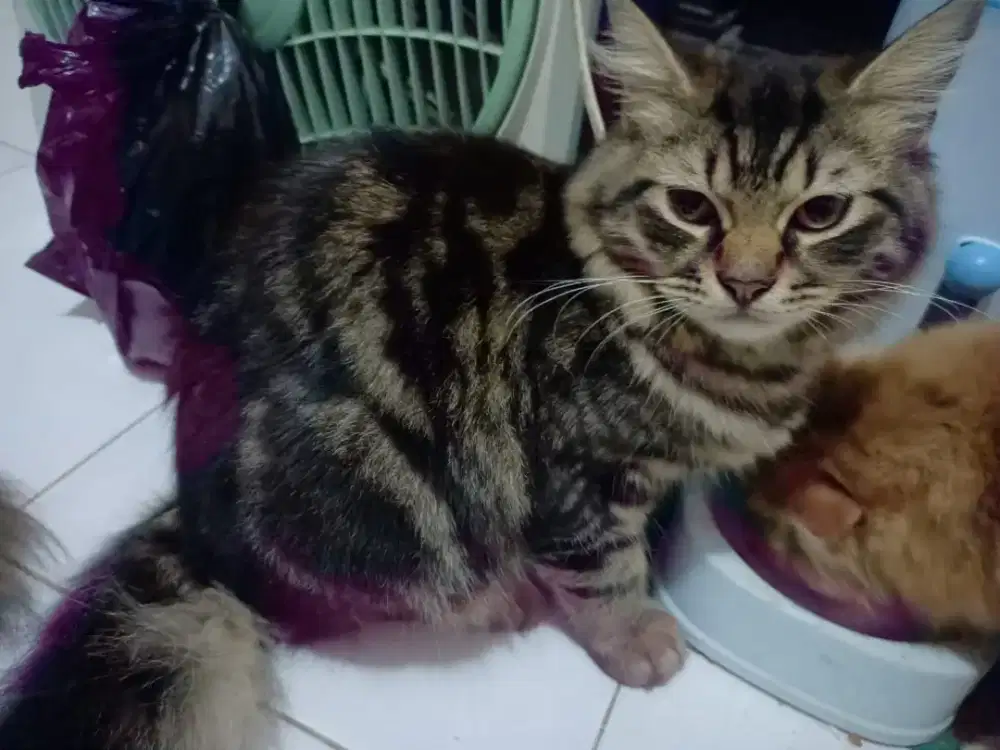 Persia platnose Jantan 650.000