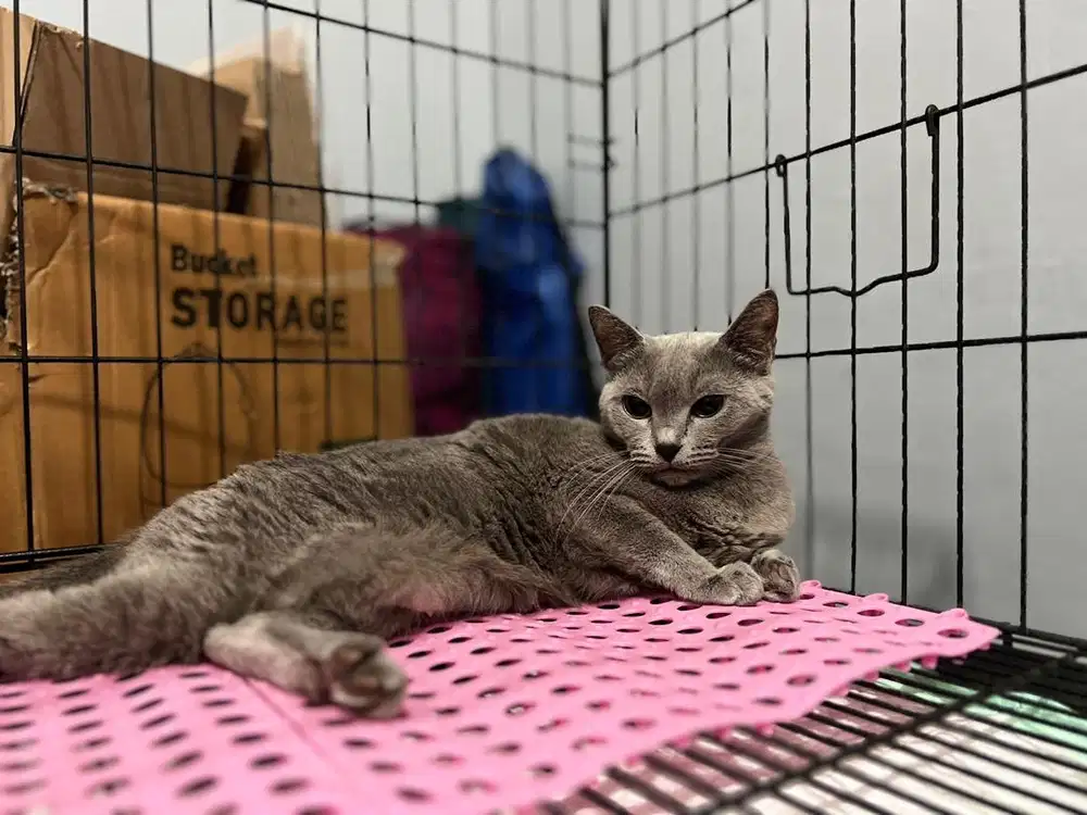 LA Lepas Adopt Betina BSH NonPED