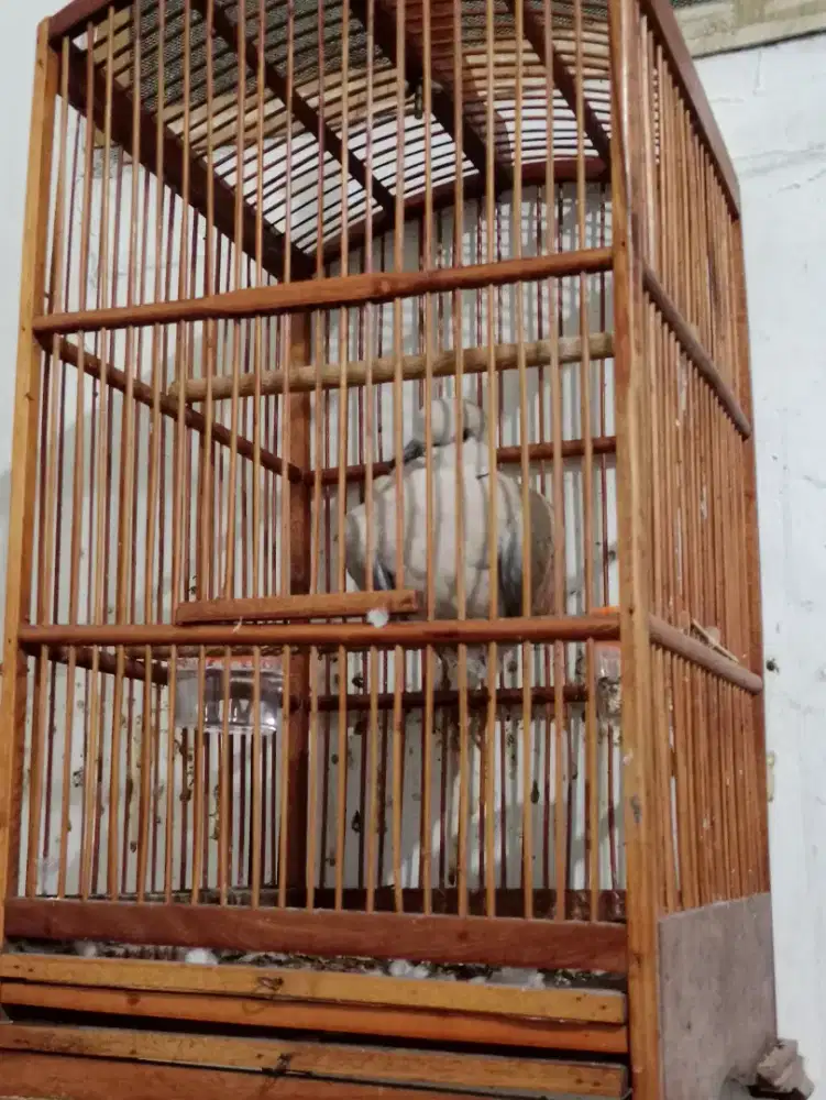 Burung Derkuku istimewa