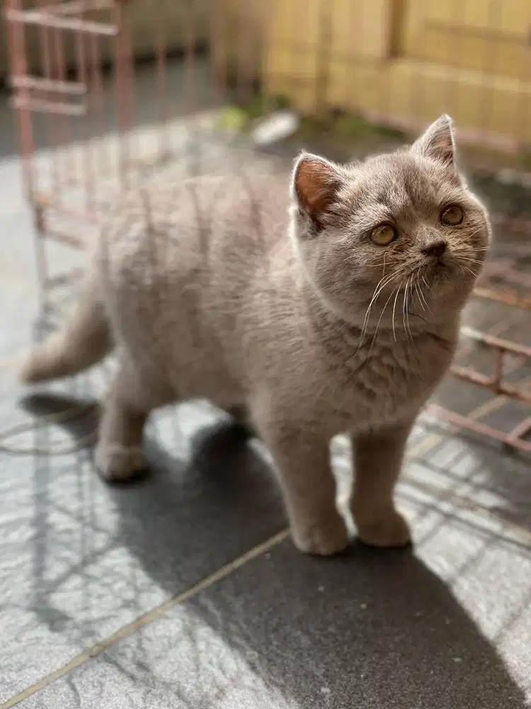 Kitten BSH  Lilac Nonped